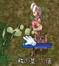 鱗の茎いっぱい